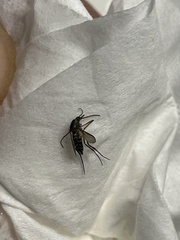 Psorophora cyanescens