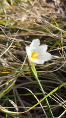 Sisyrinchieae