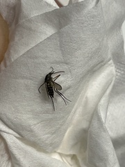 Psorophora cyanescens