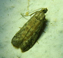 Phycitini