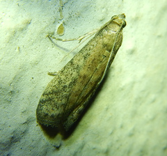 Phycitini