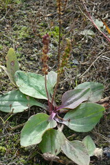 Plantago major intermedia