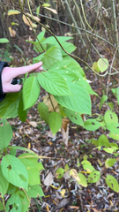 Cornus rugosa