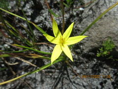 Pauridia curculigoides