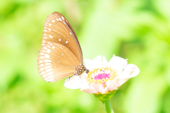 Euploea core