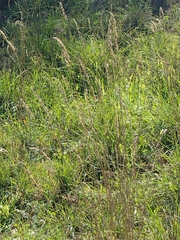 Dactylis glomerata hispanica