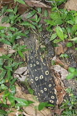 Varanus salvator