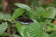 Lexias dirtea