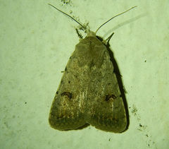 Caradrina kadenii