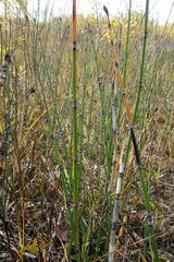 Equisetum hyemale