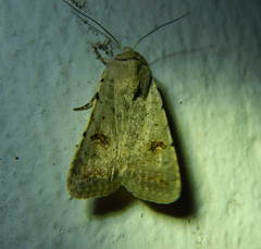 Caradrina kadenii