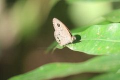 Ypthima baldus