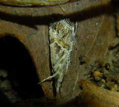 Euchromius cambridgei