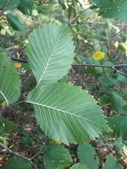 Ulmus laevis