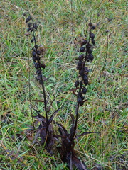 Epipactis