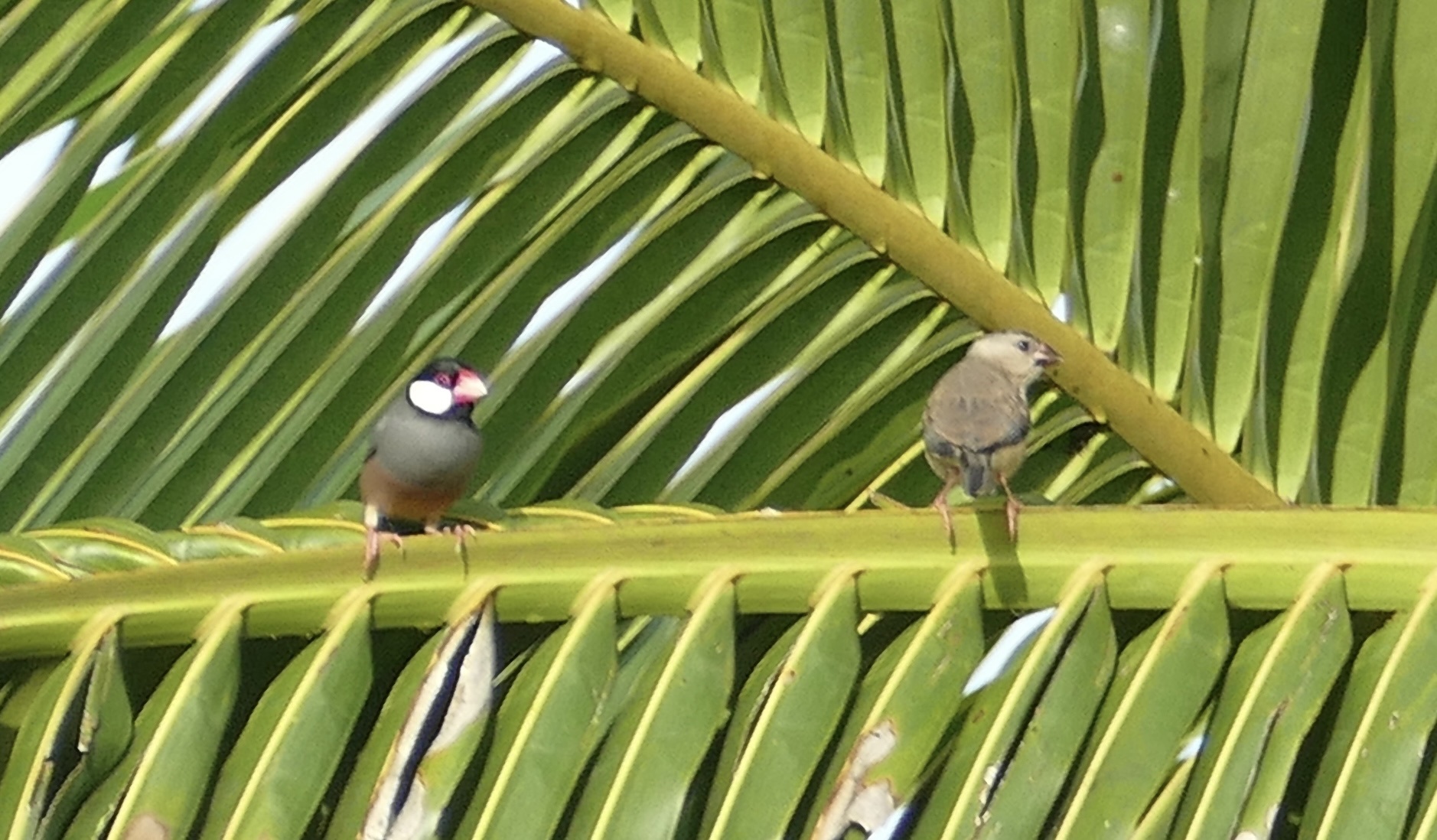 Java Sparrow