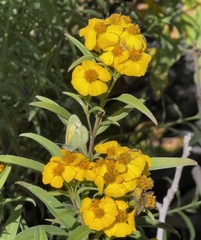 Tagetes lucida