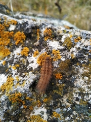 Phragmatobia