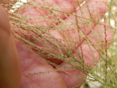 Leptochloa mucronata