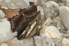 Polyura athamas
