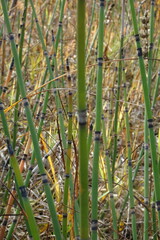 Equisetum hyemale