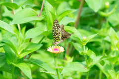 Graphium agamemnon