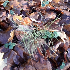 Equisetum pratense image