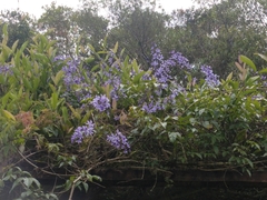 Petrea volubilis