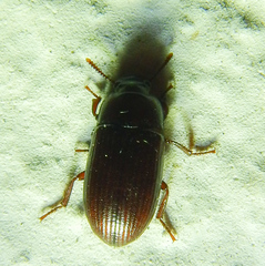 Tenebrionidae