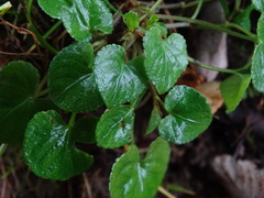 Viola riviniana