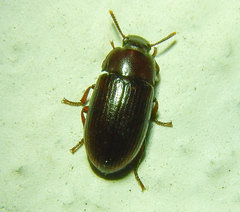 Tenebrionidae