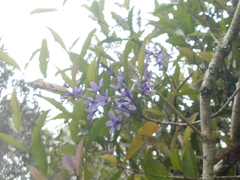 Petrea volubilis
