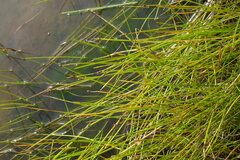 Eleocharis palustris