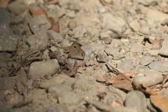Ypthima baldus