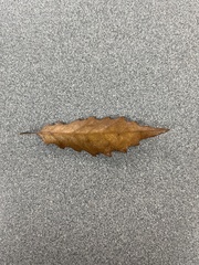 Quercus muehlenbergii