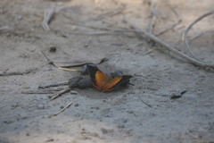 Charaxes bernardus