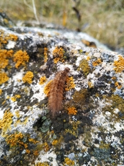 Phragmatobia