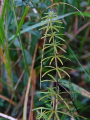 Galium verum