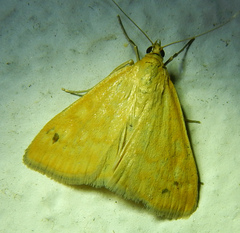 Sitochroa verticalis