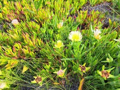 Carpobrotus edulis edulis