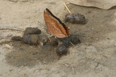 Charaxes bernardus