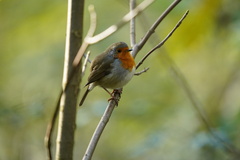 Erithacus rubecula