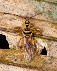 Agriocoris flavipes