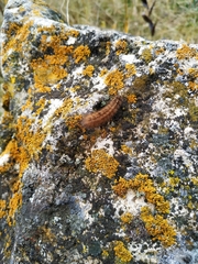 Phragmatobia