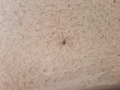 Dicranopalpus