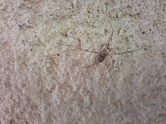 Dicranopalpus