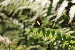 Polyura athamas