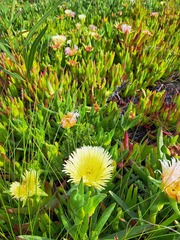 Carpobrotus edulis edulis