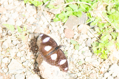 Hypolimnas misippus