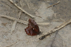 Elymnias pealii